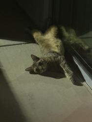 Found/Stray Unknown Cat last seen Near N North Valley Pkwy, Phoenix, AZ 85085