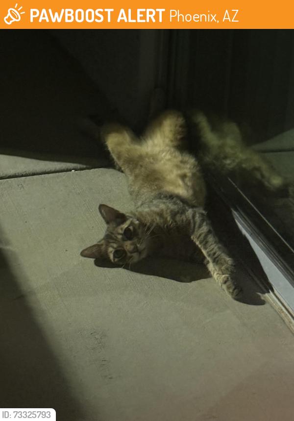 Found/Stray Unknown Cat last seen Near N North Valley Pkwy, Phoenix, AZ 85085