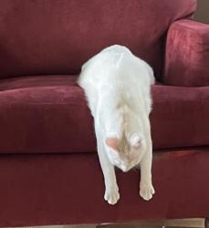 Reunited Male Cat last seen Bridge St. and Rivers Edge cndmniums, East Bridgewater, MA 02333