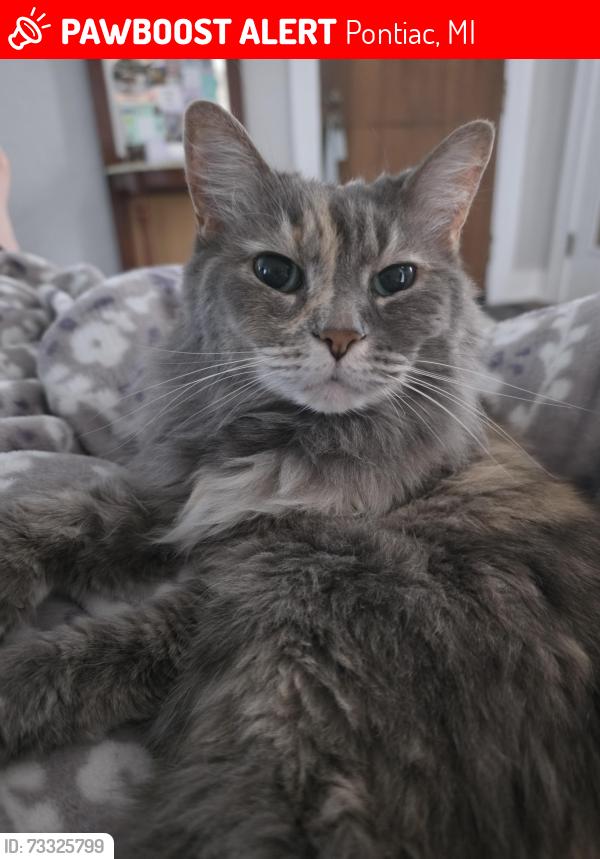Lost Female Cat last seen Genesee and Mohawk, Pontiac, MI 48341