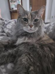 Lost Female Cat last seen Genesee and Mohawk, Pontiac, MI 48341
