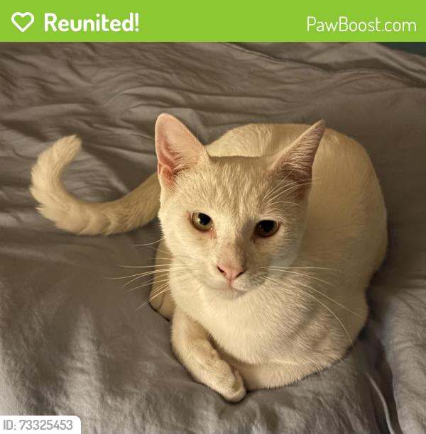 Reunited Male Cat last seen Near NW 61st Ct N, The Moors at 11am, Hialeah, FL 33015