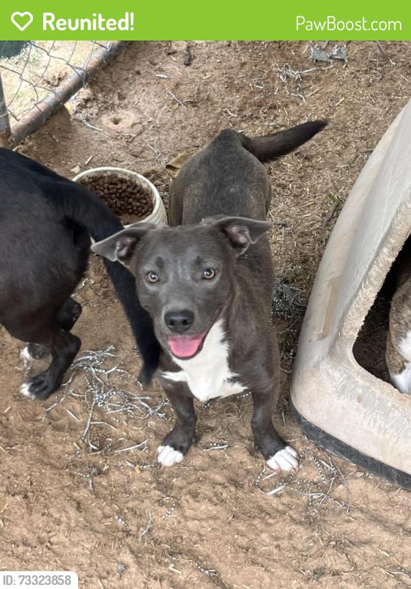 Reunited Female Dog last seen Federal & Broadway, Shawnee, OK 74804