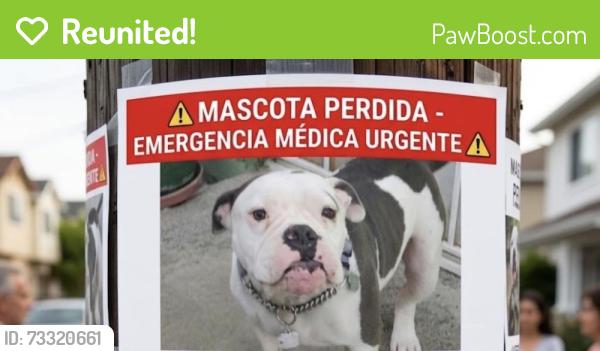 Reunited Male Dog last seen Western Ave and 77th St, Los Angeles, CA 90047