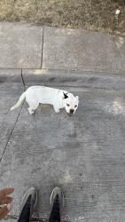 Found/Stray Male Dog last seen Abuelo court, Dallas, TX 75211