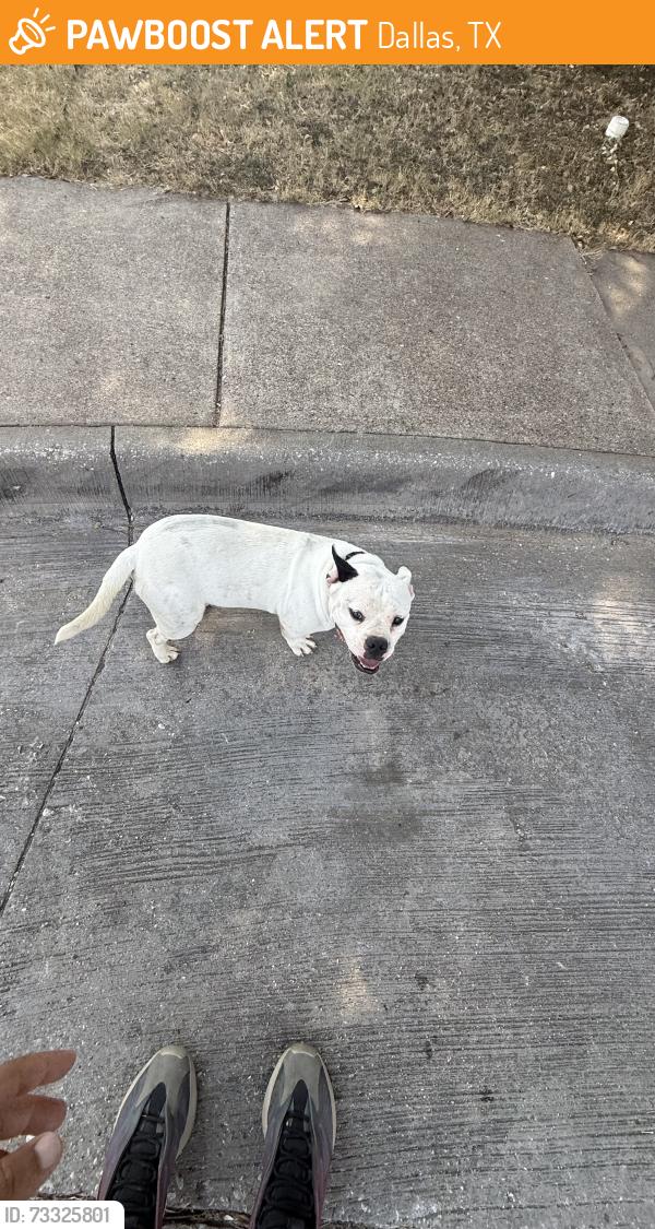 Found/Stray Male Dog last seen Abuelo court, Dallas, TX 75211