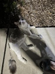 Found/Stray Unknown Cat last seen Emery apmt building 4610, on the side of the building by greenway, Emeryville, CA 94608