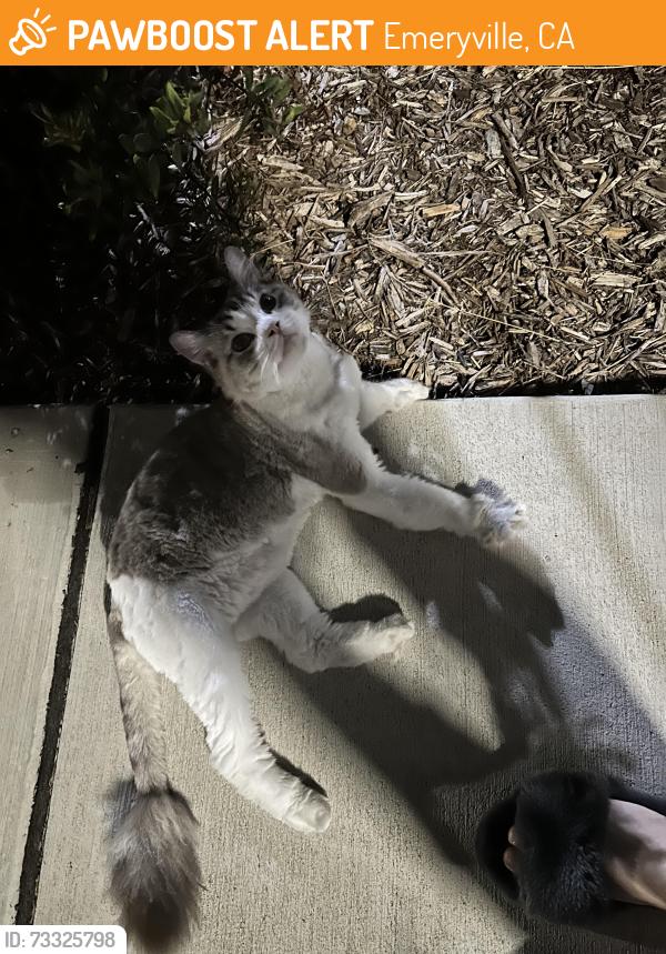 Found/Stray Unknown Cat last seen Emery apmt building 4610, on the side of the building by greenway, Emeryville, CA 94608