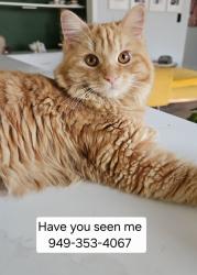 Reunited Male Cat last seen Vons, imperial highway, Anaheim, CA 92808