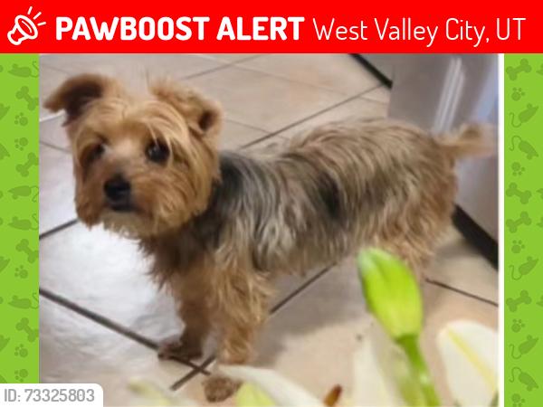 Lost Female Dog last seen Greenbriar, West Valley City, UT 84119