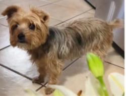 Lost Female Dog last seen Greenbriar, West Valley City, UT 84119