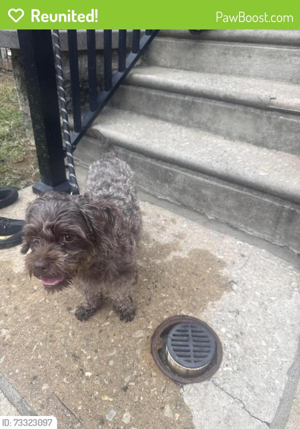 Reunited Unknown Dog last seen Felton st, Philadelphia, PA 19151