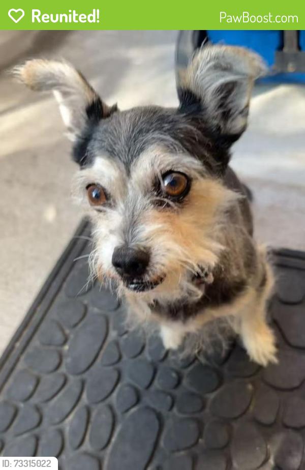 Reunited Male Dog last seen Willow Grove Elementary, San Diego, CA 92127