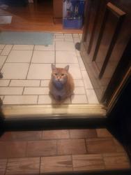 Lost Male Cat last seen Clover Haven and Rothland, Dallas, TX 75227