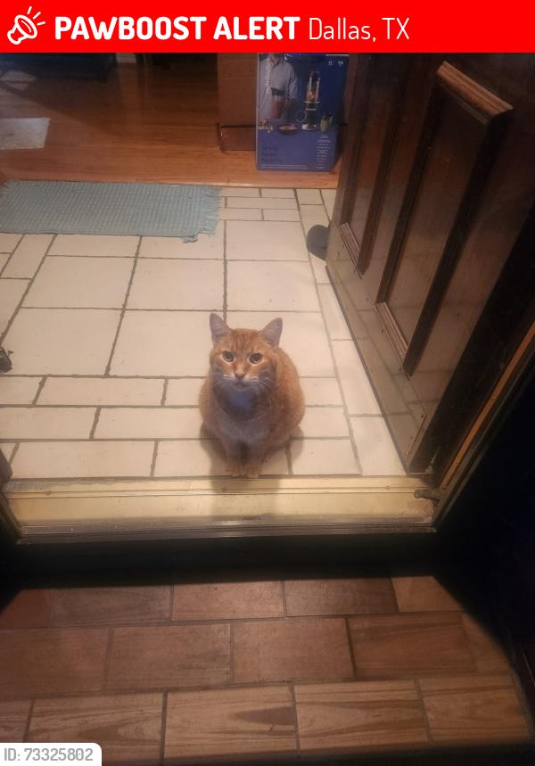 Lost Male Cat last seen Clover Haven and Rothland, Dallas, TX 75227