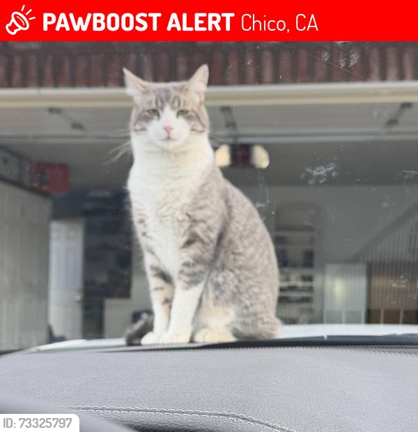 Lost Male Cat last seen Henshaw and Autumn Gold Dr, Chico, CA 95973