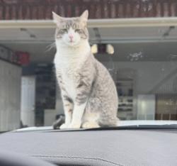 Lost Male Cat last seen Henshaw and Autumn Gold Dr, Chico, CA 95973