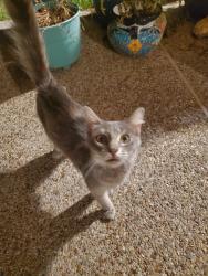 Found/Stray Unknown Cat last seen Eagle Mountain Circke and 10 Mile Bridge, Fort Worth, TX 76135