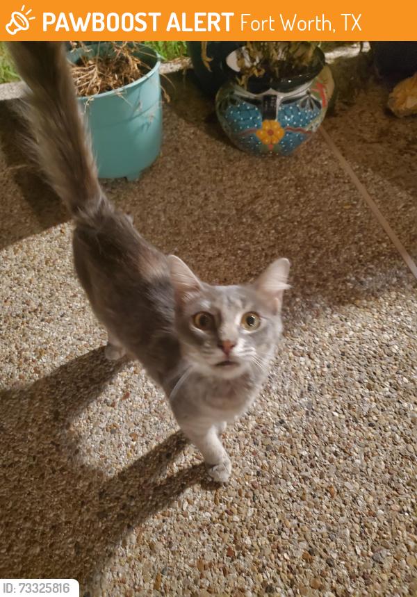 Found/Stray Unknown Cat last seen Eagle Mountain Circke and 10 Mile Bridge, Fort Worth, TX 76135