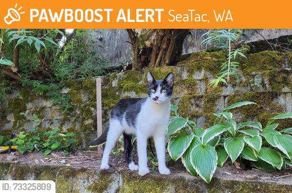 Found/Stray Unknown Cat last seen Military rd & 173rd, SeaTac, WA 98188