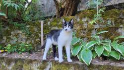 Found/Stray Unknown Cat last seen Military rd & 173rd, SeaTac, WA 98188