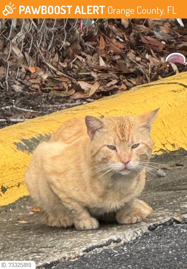 Found/Stray Unknown Cat last seen Lakeunderhill rd, Orange County, FL 32822