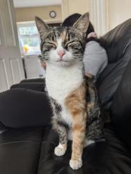 Lost Female Cat last seen She wanders up and down Wood Lane or on the back streets too., West Midlands, England 