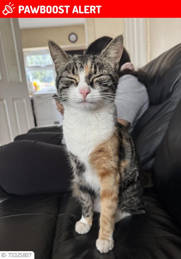 Lost Female Cat last seen She wanders up and down Wood Lane or on the back streets too., West Midlands, England 