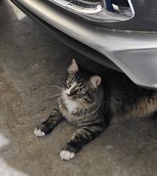 Reunited Unknown Cat last seen Near E Jennie Ln, Holladay, UT 84117