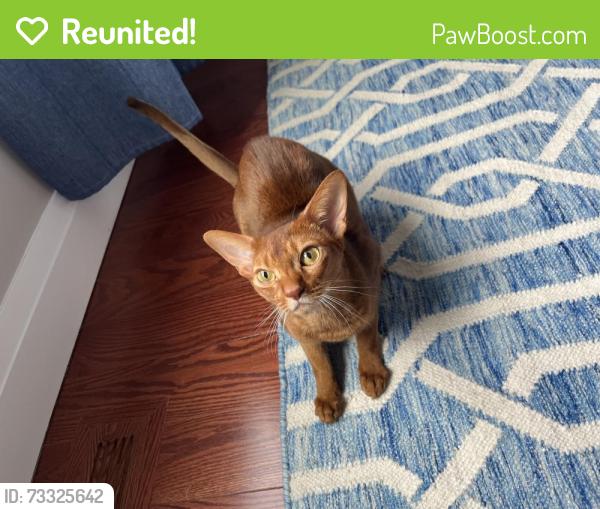 Reunited Female Cat last seen Auburndale Drive & Sandwood Drive, Vaughan, ON L4J 8W8