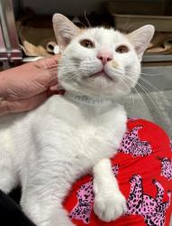 Shelter Stray Male Cat last seen FLORIDA AND 23RD ST, 1419 Bryant St, San Francisco, CA 94103, USA