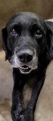 Shelter Stray Male Dog last seen , 14409 Vanowen St, Van Nuys, CA 91405, USA