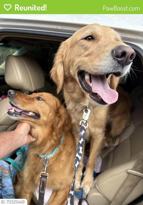 Reunited Male Dog last seen Little Raven elementary, Littleton, CO 80120
