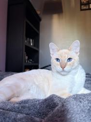 Found/Stray Male Cat last seen La presa Avenue, Spring Valley, CA 91977
