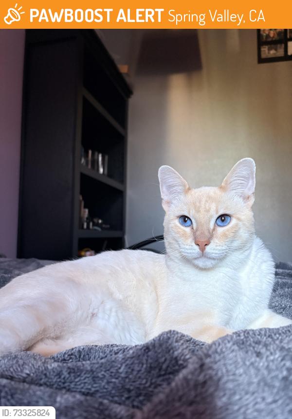 Found/Stray Male Cat last seen La presa Avenue, Spring Valley, CA 91977