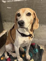 Found/Stray Female Dog last seen Hwy 9, Hwy 236, Boulder Creek, CA 95007