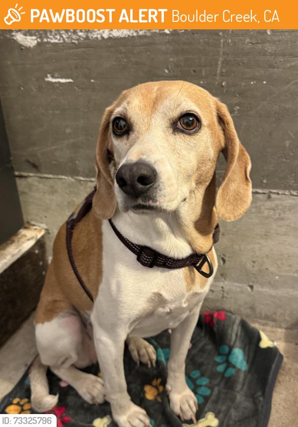 Found/Stray Female Dog last seen Hwy 9, Hwy 236, Boulder Creek, CA 95007