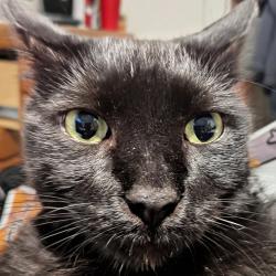Lost Male Cat last seen Olive st, Ventura, CA 93001