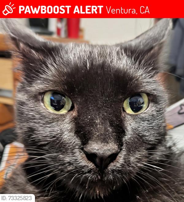 Lost Male Cat last seen Olive st, Ventura, CA 93001