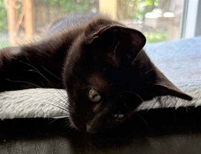 Shelter Stray Male Cat last seen ARMADALE WAY & LA CORUNA DR, 2127 Front St, Sacramento, CA 95818, USA