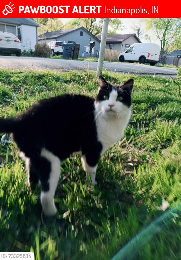 Lost Female Cat last seen Werges, moorseville rd, Indianapolis, IN 46221