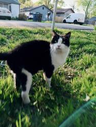 Lost Female Cat last seen Werges, moorseville rd, Indianapolis, IN 46221