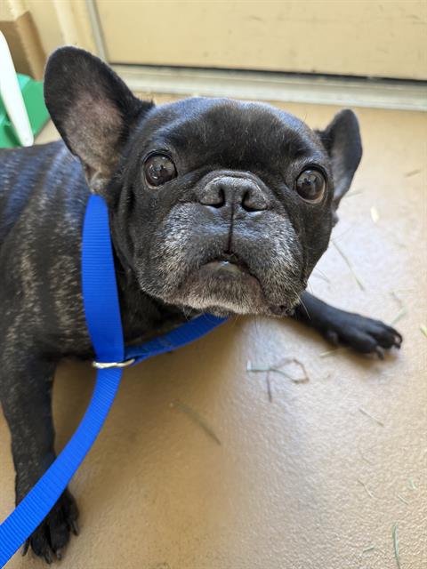 Shelter Stray Female Dog last seen ROHR PARK, 130 Beyer Way, Chula Vista, CA 91911, USA