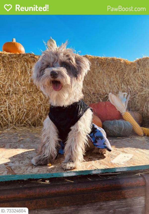 Reunited Female Dog last seen Knox an Ellsworth, Denver, CO 80219
