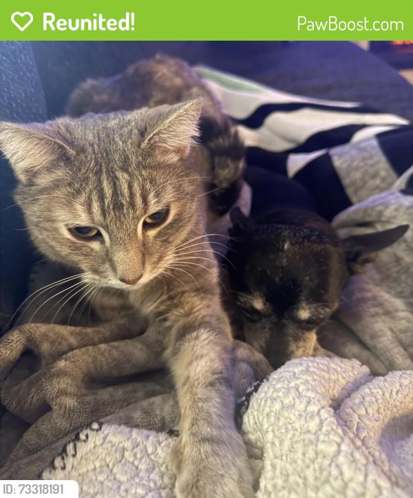 Reunited Female Cat last seen Lindsay Brown Mesa, Mesa, AZ 85213