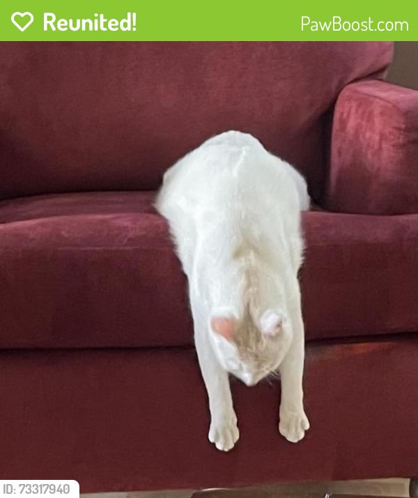 Reunited Male Cat last seen Bridge St. and Rivers Edge cndmniums, East Bridgewater, MA 02333