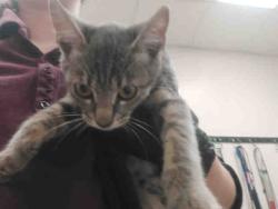 Shelter Stray Female Cat last seen RAINBOW VALLEY BLVD- CLOSE TO 2ND ST, 2481 Palomar Airport Rd, Carlsbad, CA 92011, USA