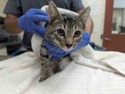 Shelter Stray Male Cat last seen ROCKHOFF RD, 2481 Palomar Airport Rd, Carlsbad, CA 92011, USA