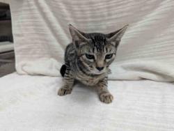 Shelter Stray Female Cat last seen ROCKHOFF RD, 2481 Palomar Airport Rd, Carlsbad, CA 92011, USA