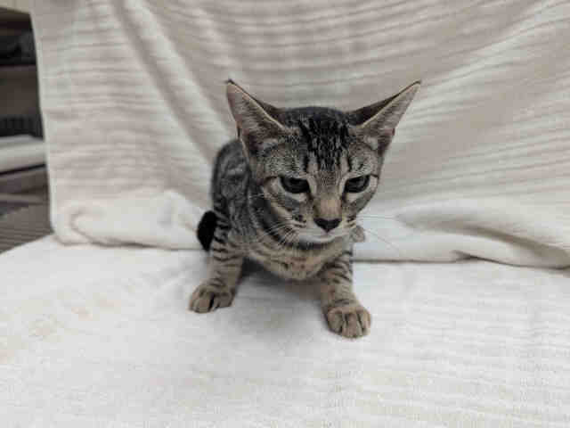 Shelter Stray Female Cat last seen ROCKHOFF RD, 2481 Palomar Airport Rd, Carlsbad, CA 92011, USA